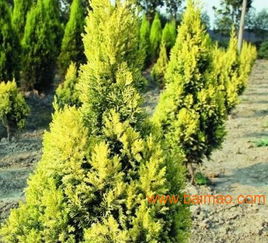 甘肅針葉類苗木與蘭州園林綠化苗木供應(yīng)解析