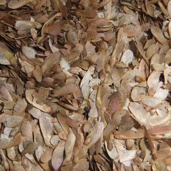 江蘇正茂花卉苗木種子 引領(lǐng)綠色產(chǎn)業(yè)新風(fēng)尚