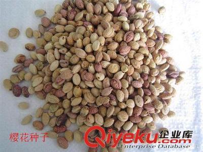 供應(yīng)花卉種子與檜柏種子 沭陽(yáng)縣德盛桂花種植園的優(yōu)質(zhì)產(chǎn)品與服務(wù)