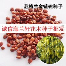 蘇格蘭金鏈樹種子 種植與選購全方位指南