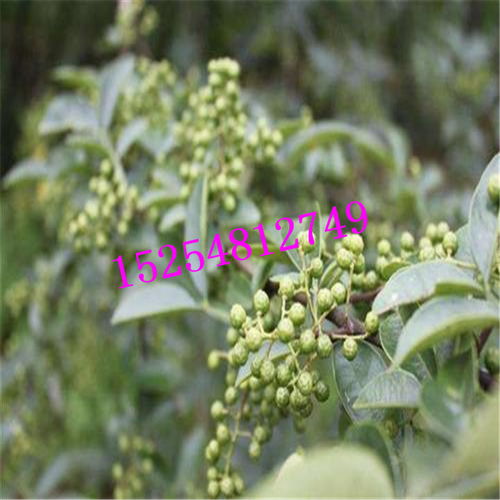 哪里有便宜的花椒苗？大紅袍花椒苗基地及一級花椒貨源指南