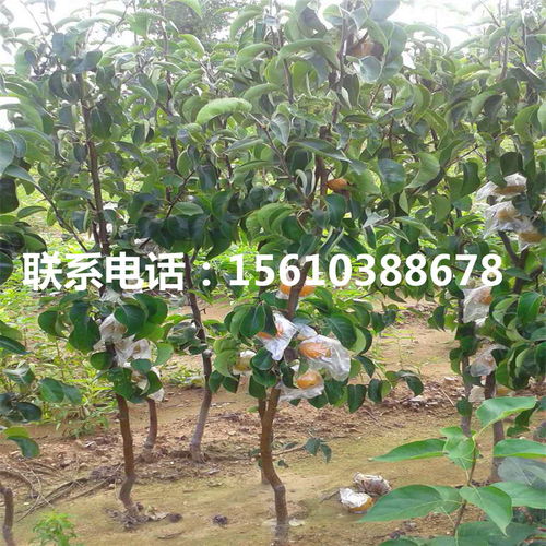 阿巴特梨樹苗批發指南 優選渠道與購買建議