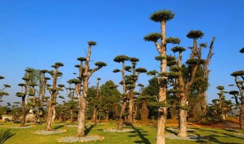 綠色周巷 從苗木產業到風景經濟的轉型之路