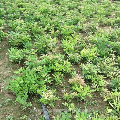 紫藤 攀援植物中的綠意精靈與美化廊架的優選