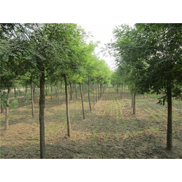 泰安苗木基地領航林木種苗產業——平盛苗圃的質量與創新