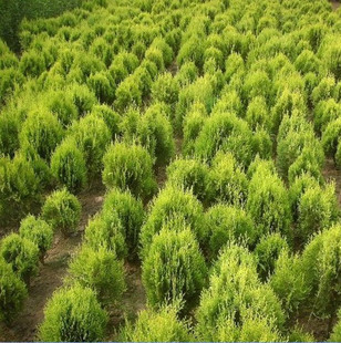 愛家園藝 灑金柏種子與松樹苗優惠指南