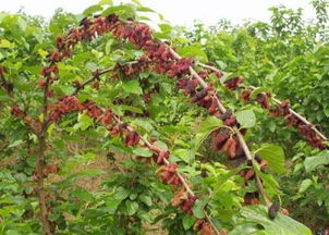 農村野果的保健價值與種子苗木種植指南