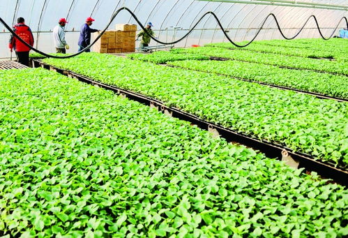 春苗出貨，種子苗木迎來豐收季