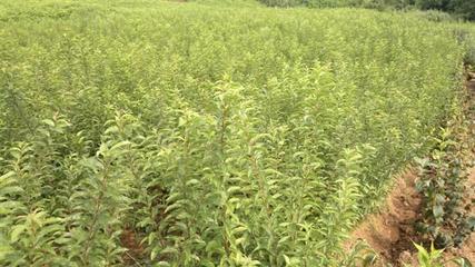 建圃小苗全面解析 從供應商選擇到價格指南