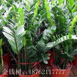 優(yōu)質(zhì)金錢樹種子苗木及各類水生花卉直銷基地