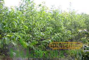 供應(yīng)高品質(zhì)樂昌含笑和墨紫含笑樹苗種子