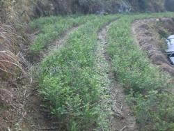 紅豆杉苗木與種子的優(yōu)質(zhì)供應(yīng)——麗水市利民紅豆杉苗木繁育種植場合作社