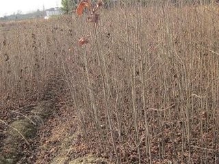 大量供應(yīng)地徑2-5公分楓香及造林小苗與種子，助力生態(tài)綠化與造林工程