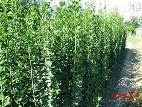 泰安矮化蘋果苗與湖北新濃紅蘋果苗 盛旺園藝場專業(yè)供應(yīng)指南