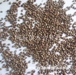 甜茶種子與河?xùn)|苗木合作社 專業(yè)育苗助力綠色產(chǎn)業(yè)