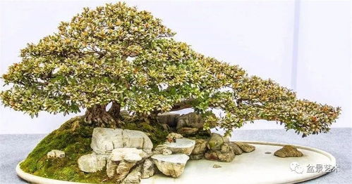 盆景營養(yǎng)土培養(yǎng)方法 種子與苗木的培育指南