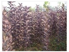 大量綠化苗木供應 珍珠繡線菊、紫葉稠李與三角楓種子