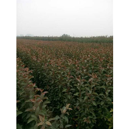 日照海棠 品質苗木與藥材種植的專業選擇