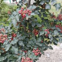 種子苗木 綠色產業的基石與發展前景