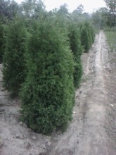 漳州綠化苗 優質種苗、種子與種球批發供應指南