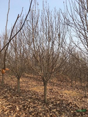 南召縣苗木種子購銷中心 優質種子苗木的供應基地