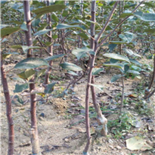 重慶蘋果苗種植基地 專業批發優質蘋果苗木