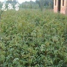 助力綠色發展 絳縣山汪苗木種子專業合作社的苗木與種子業務