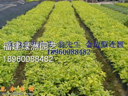 優質綠化苗木與種子苗木的全面供應