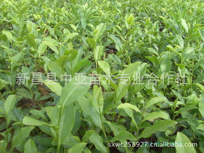 新昌中亞苗木合作社 優質龍井43茶苗，開啟茶園致富新篇章