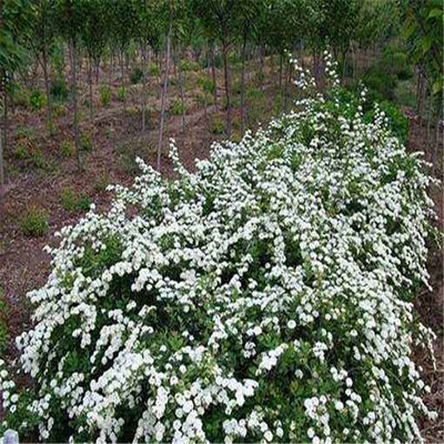 開原市靠山鎮森源苗木種子經銷處 專業苗木種子，助力綠色產業發展