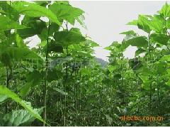 專業(yè)苗木供應(yīng) 桑樹、構(gòu)樹、楓楊等綠化種苗一站式采購(gòu)