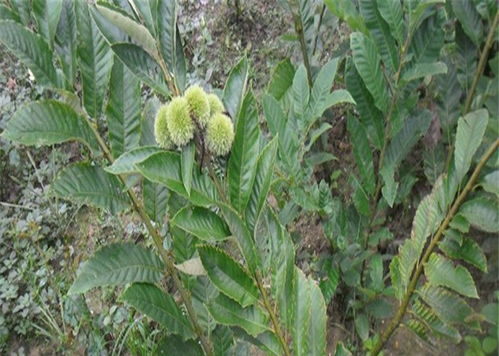 直銷早香2號(hào)板栗苗 一年生板栗苗種植與養(yǎng)護(hù)全攻略