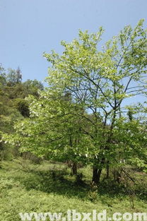 江西九江縣林木種子 綠化與造林的優質苗木與種子供應商