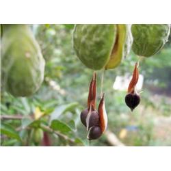 種下希望，收獲未來 探索種子苗木的產業生態鏈