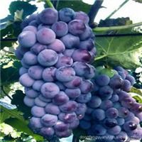 譚平林產品供應精選 十大果樹苗木與綠化苗全解析（第10頁）